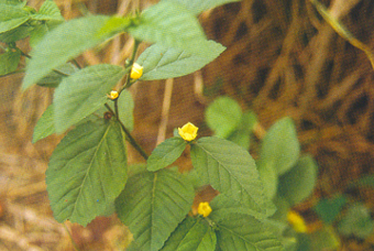 黄花母 Sida Rhombifolia Linn
