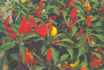 指天椒 Capsicum frutescens L. Var , Conoides (Mill ) Bailey