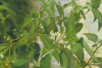 龙葵 Solanum nigruml