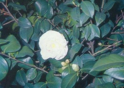 山茶花 Camellia Japonica L